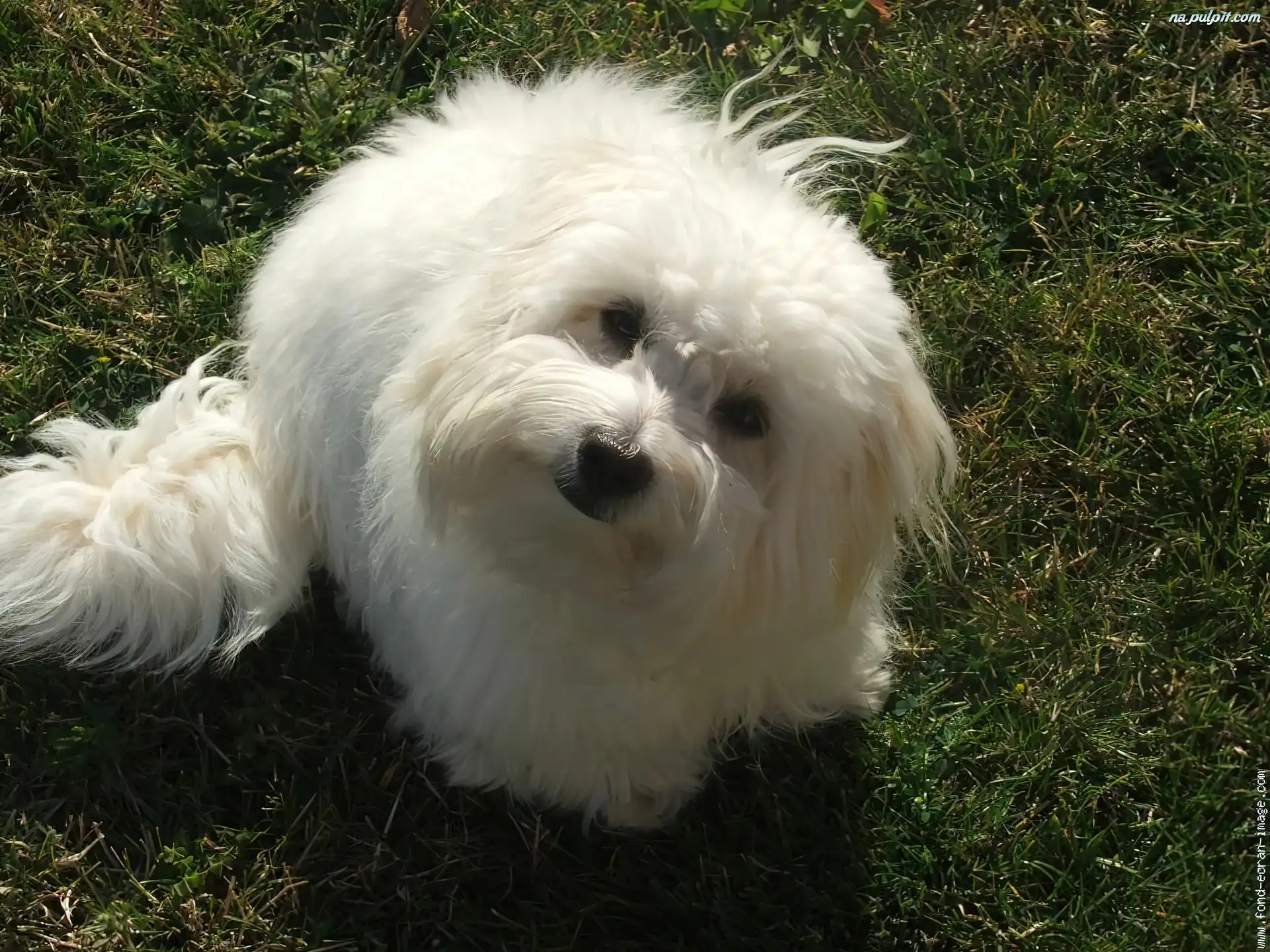 coton de tulear słodki coton de tulear na pulpit coton de tulear słodki coton de tulear na pulpit